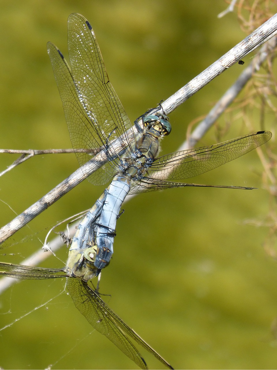 dragonfly  libellula fulva  blue dragonfly free photo