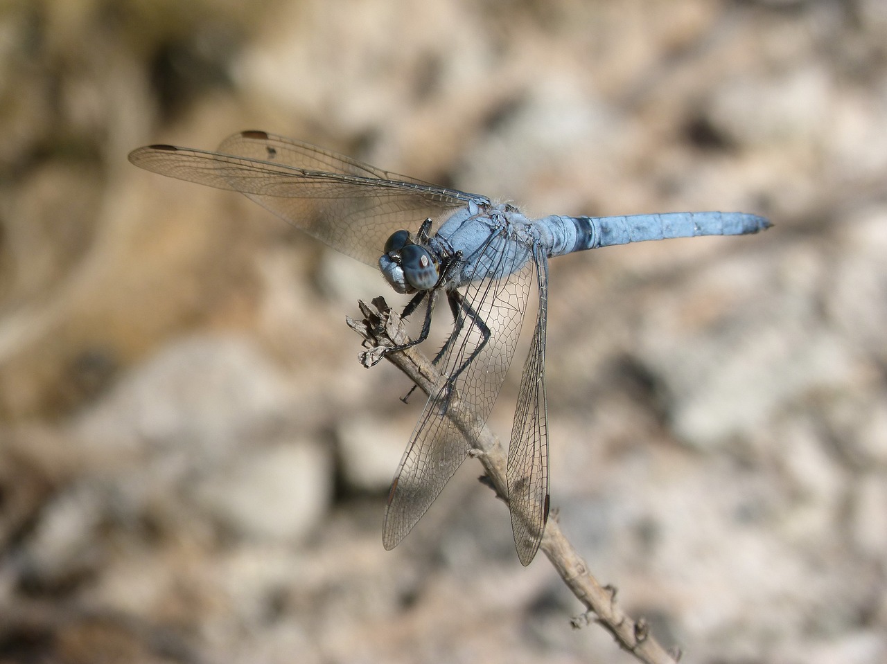 dragonfly  orthetrum brunneum  blue dragonfly free photo