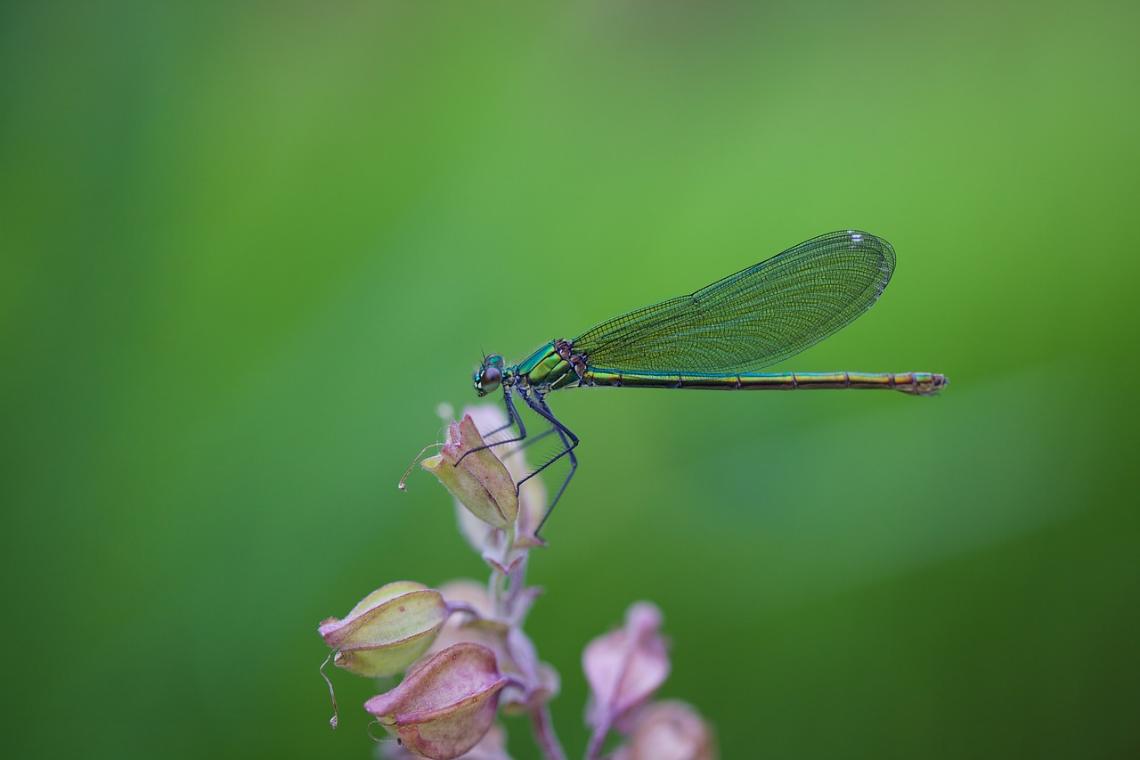 dragonfly  macro  insect free photo