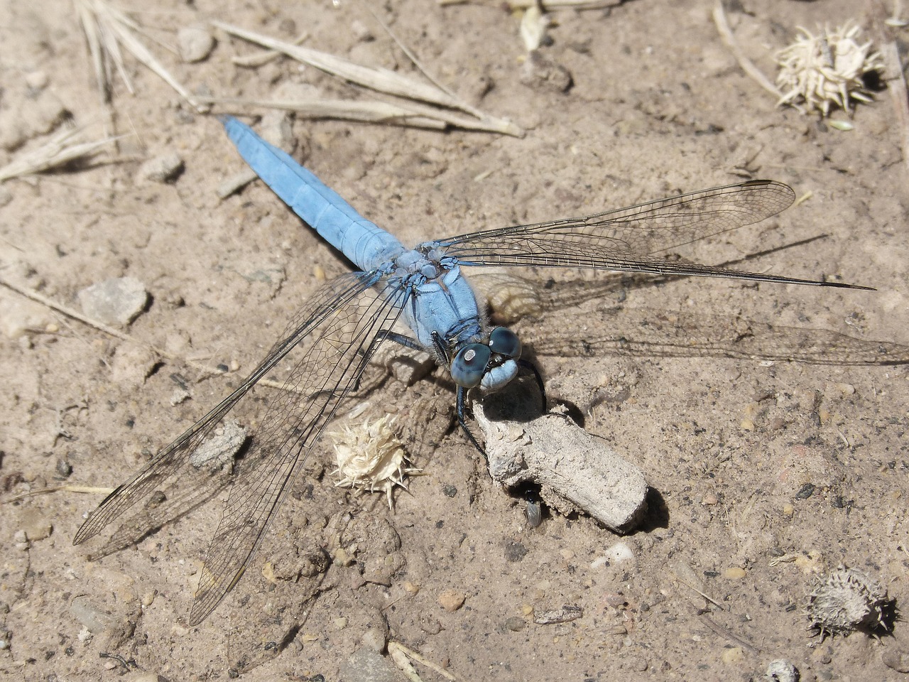 dragonfly  orthetrum brunneum  blue dragonfly free photo