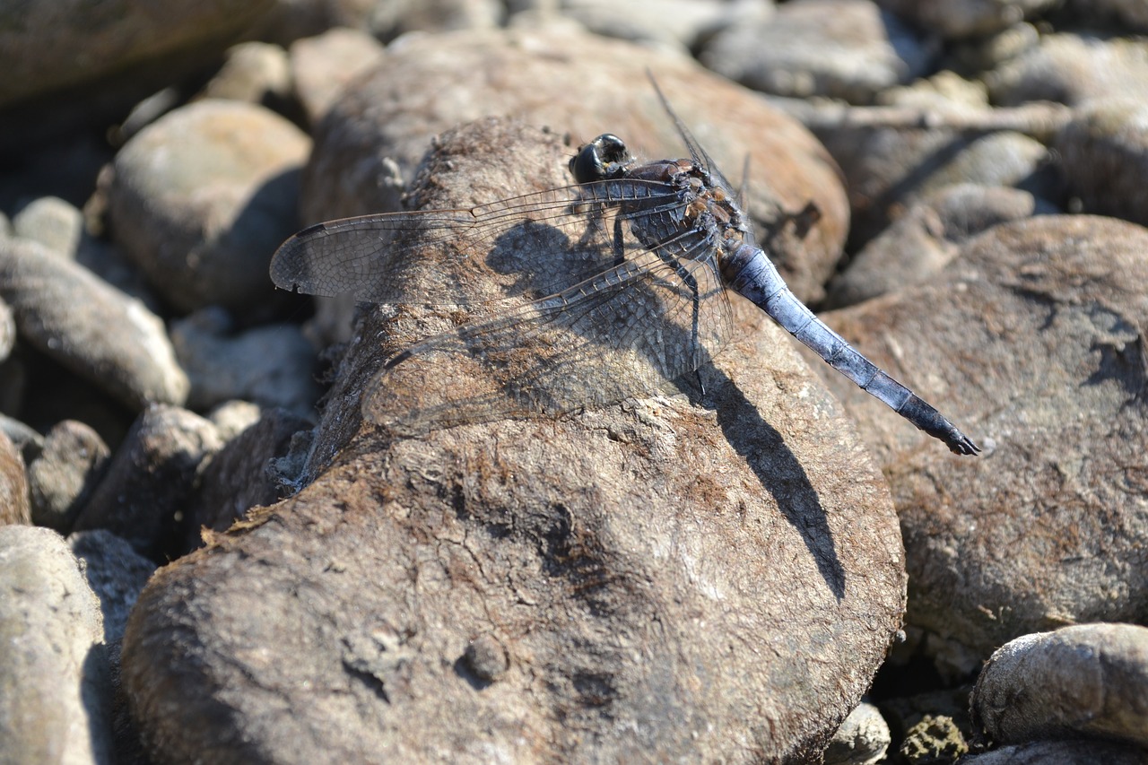 dragonfly  stone  bank free photo