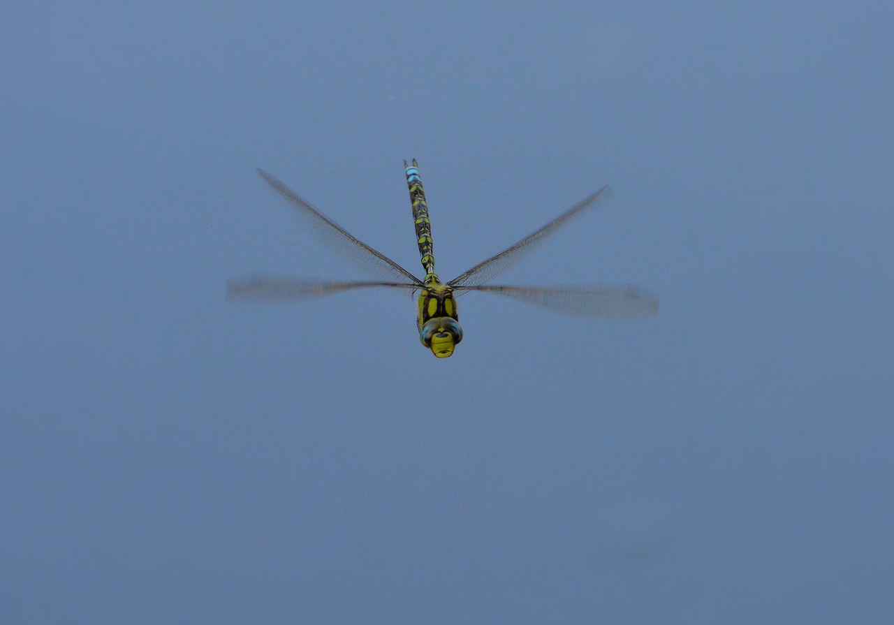 dragonfly  summer  nature free photo