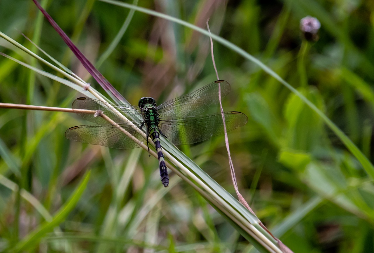 dragonfly  wings  grass free photo