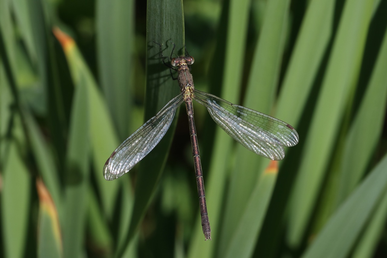 dragonfly  grass  insect free photo