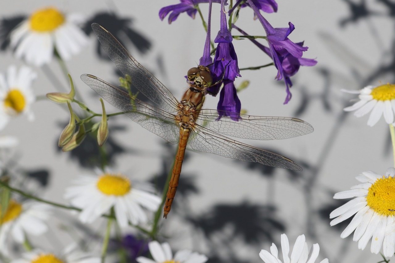 dragonfly  violet  daisy free photo