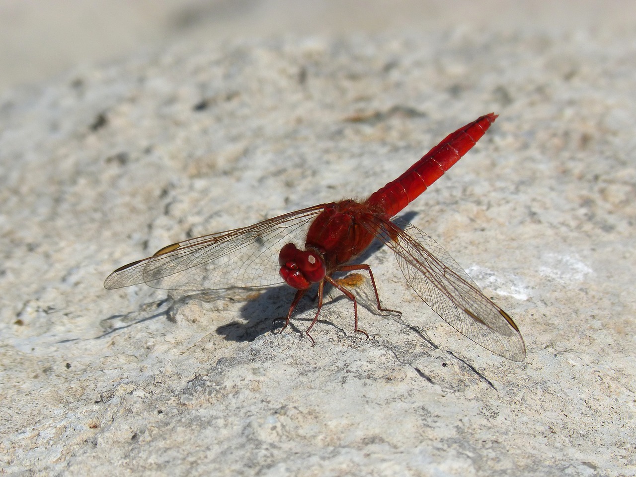 Красная стрекоза. Crocothemis erythraea. Крымская Стрекоза. Стрекозы Крыма. Красная Стрекоза Крым.