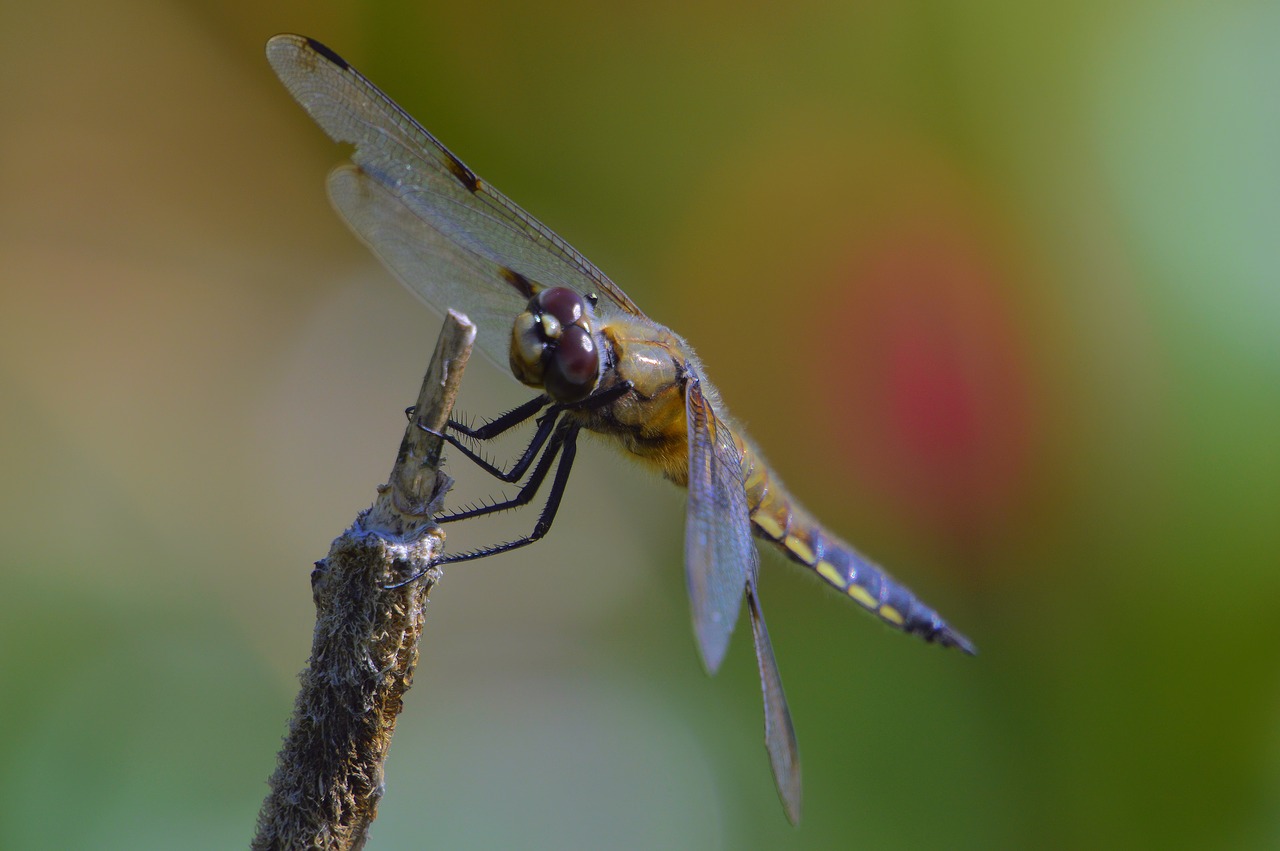 dragonfly  summer  nature free photo