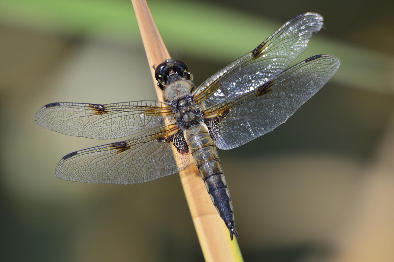 dragonfly  macro  nature free photo