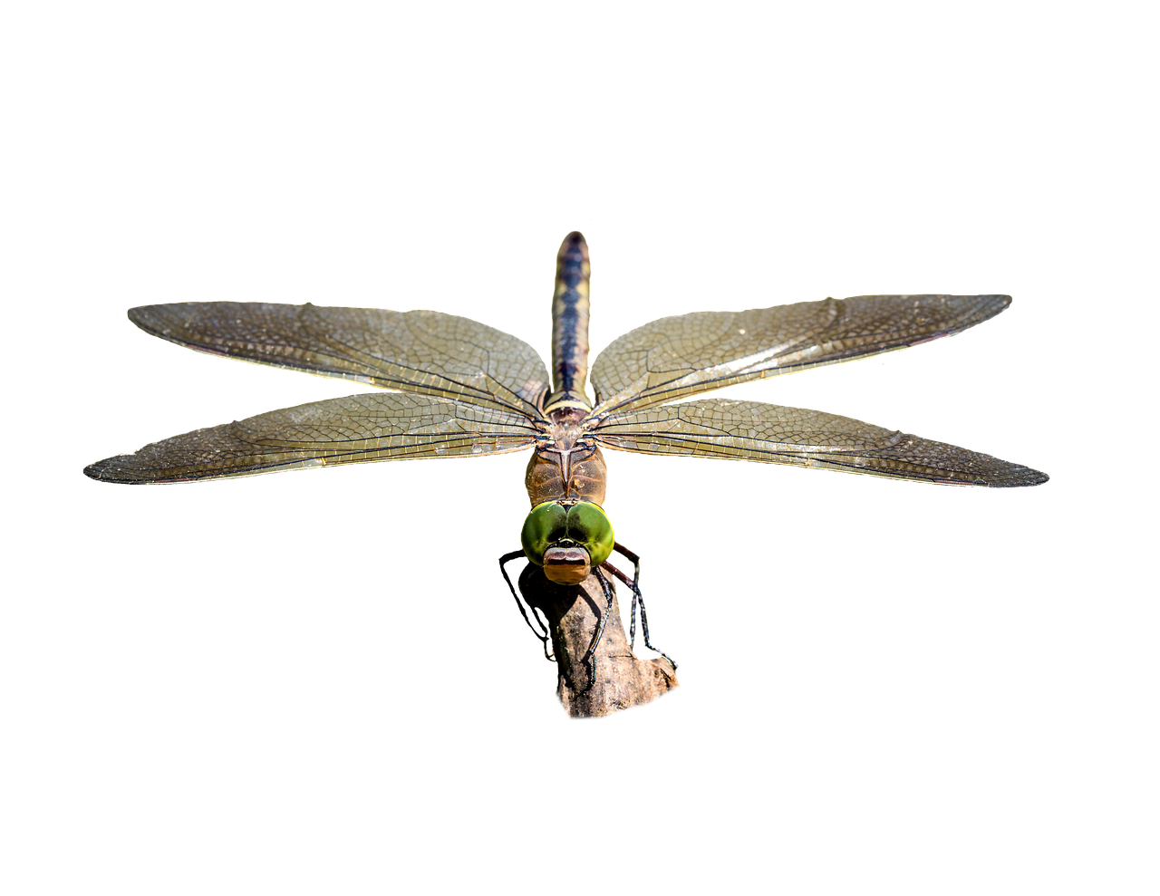 dragonfly  transparent  insect free photo