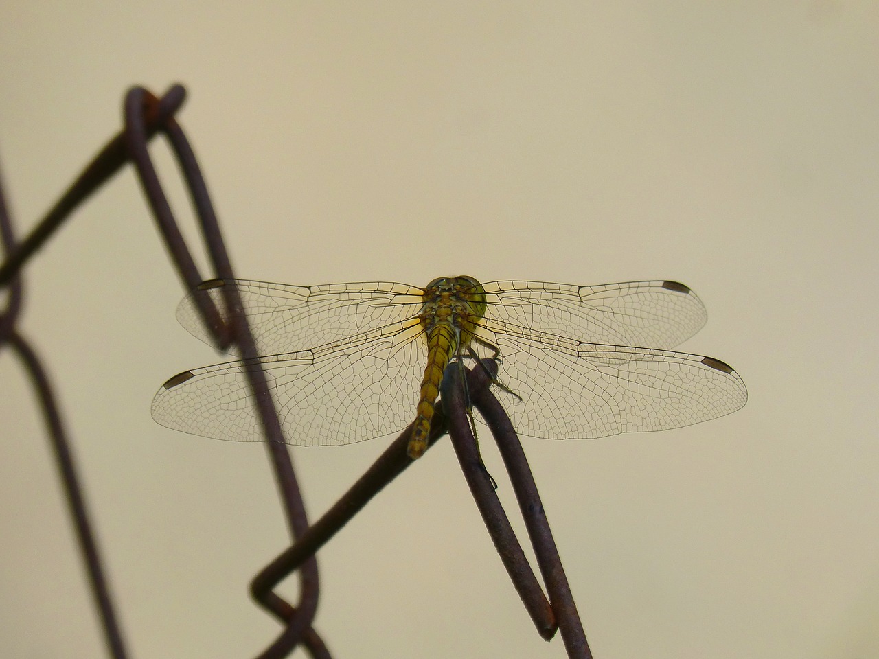 dragonfly  yellow dragonfly  winged insect free photo