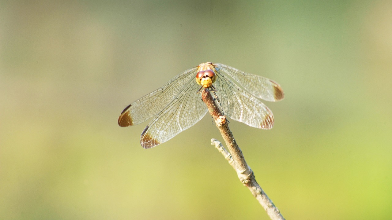 dragonfly  red dragonfly  autumn free photo