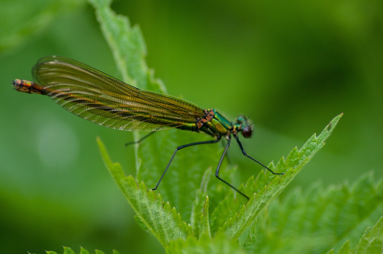 dragonfly  insect  nature free photo