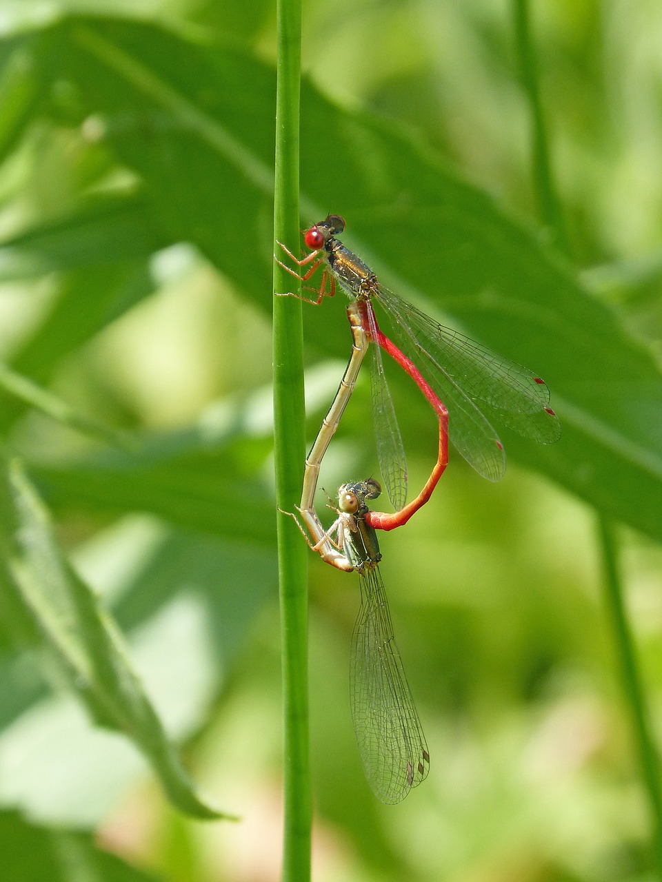 dragonfly  damselfly  leaf free photo