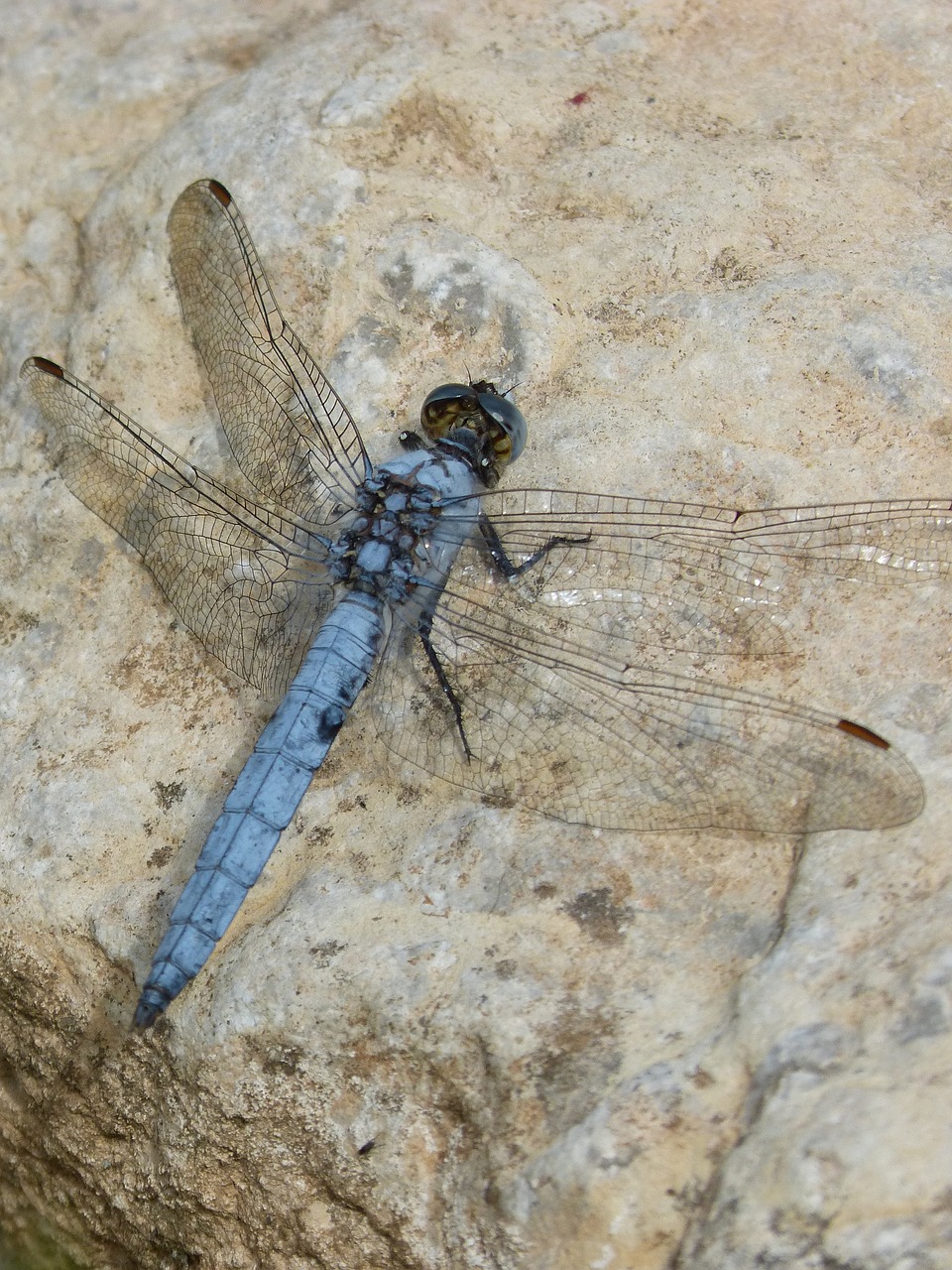 dragonfly  orthetrum brunneum  blue dragonfly free photo