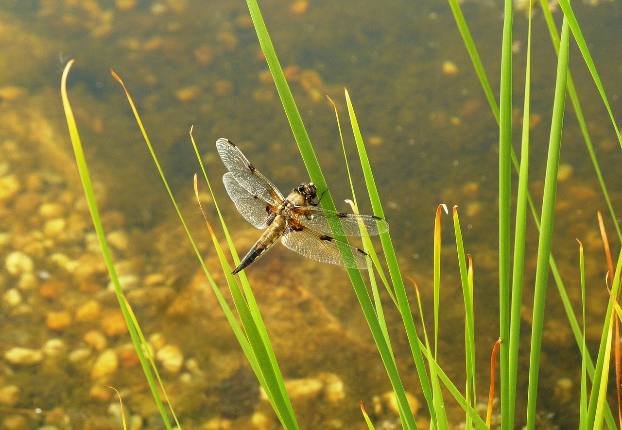 dragonfly pond insect free photo