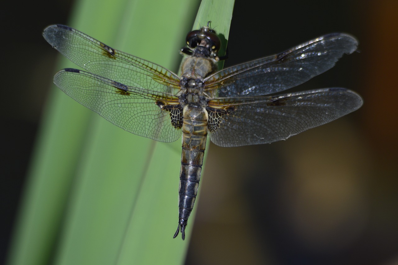 dragonfly  nature  macro free photo