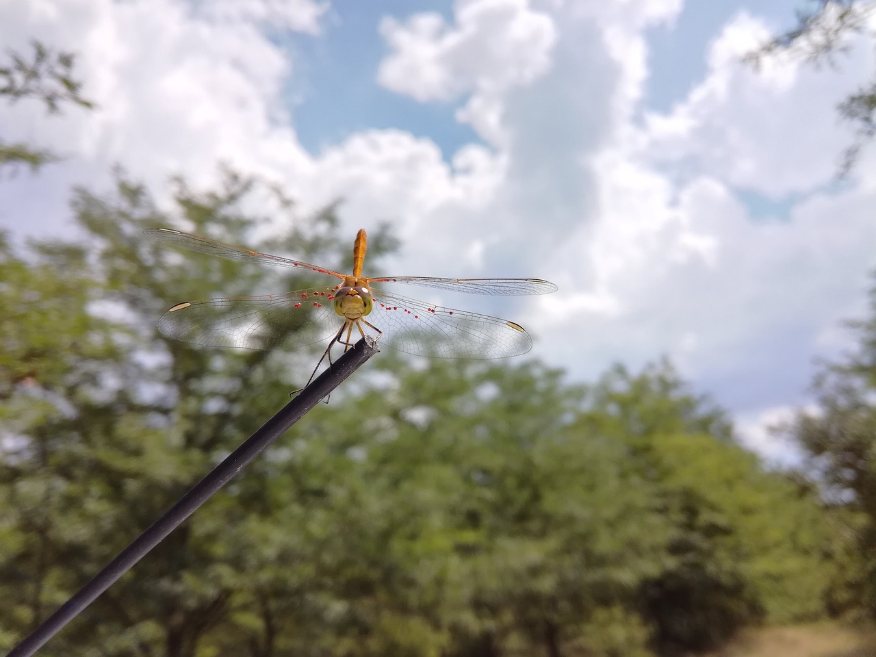dragonfly  outdoor  wildlife free photo