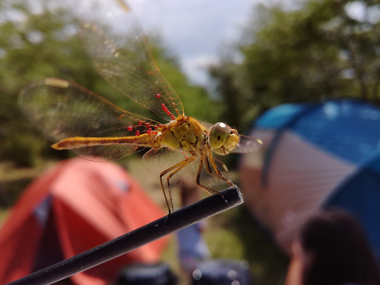 dragonfly  outdoor  wildlife free photo