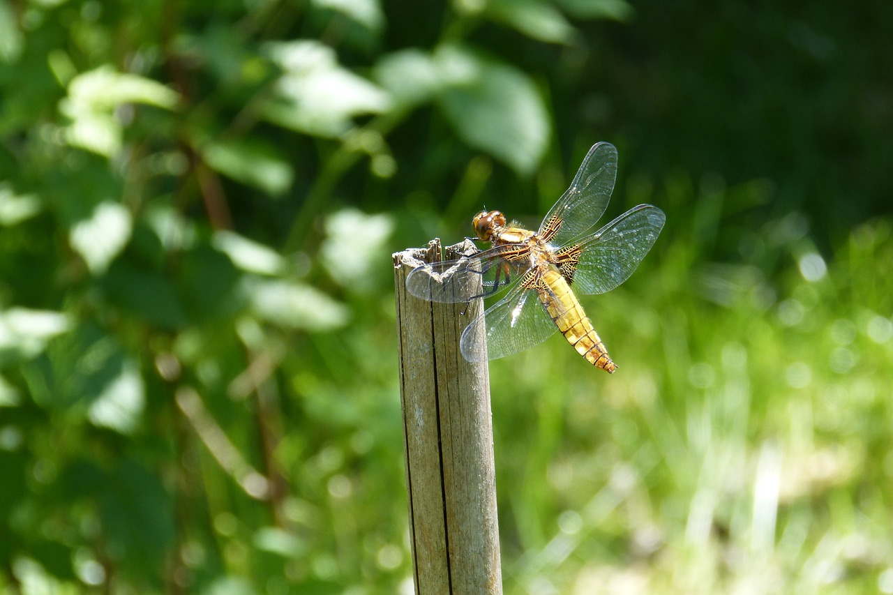 dragonfly sailing dragonfly plattbauch free photo