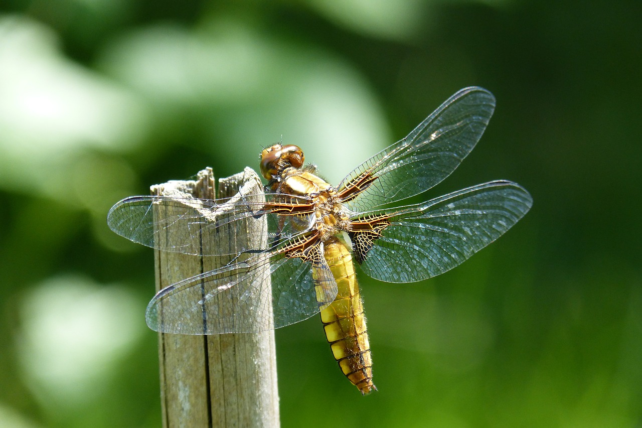 dragonfly sailing dragonfly plattbauch free photo