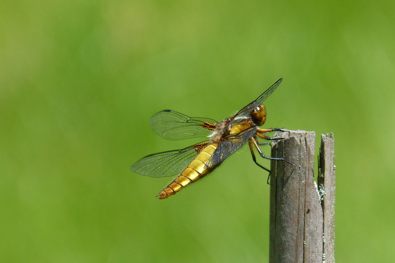 dragonfly sailing dragonfly plattbauch free photo