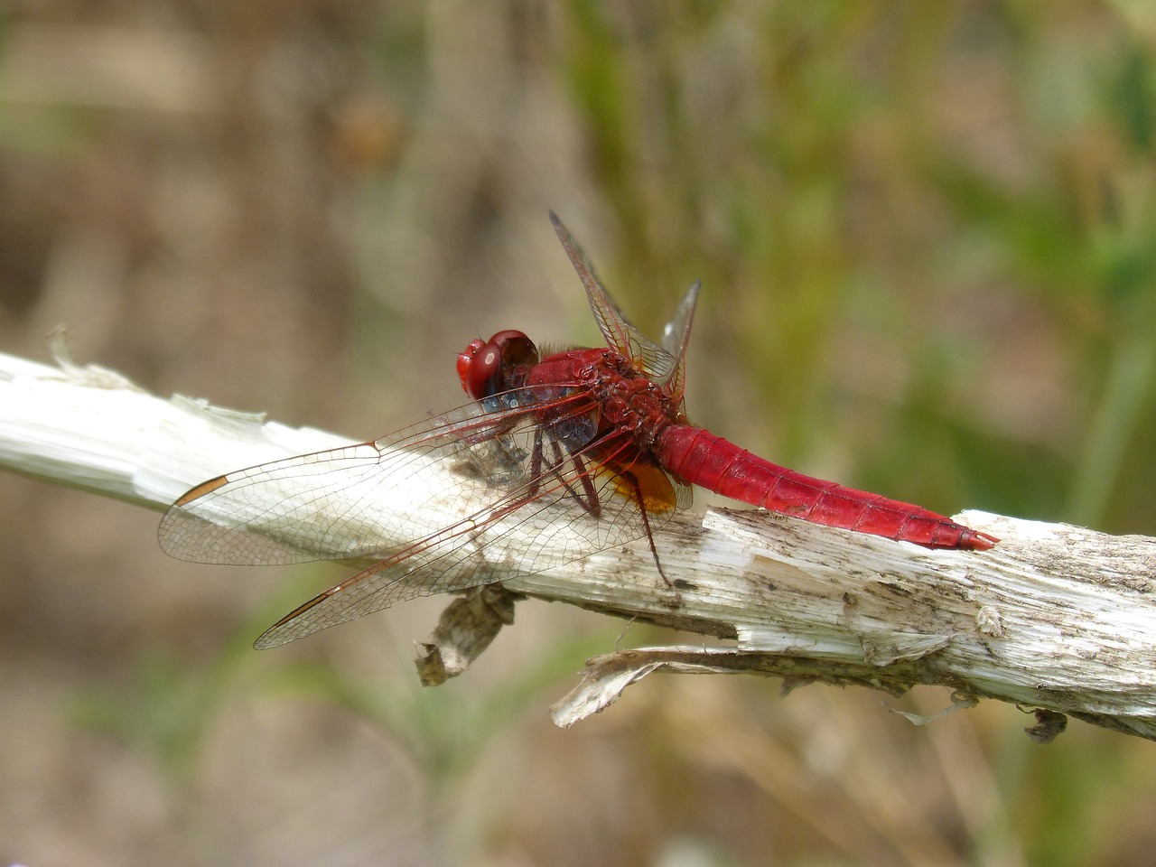 dragonfly  red dragonfly  erythraea crocothemis free photo