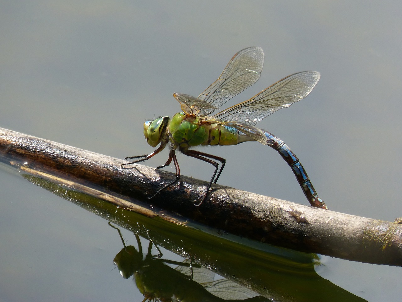 dragonfly  dragonfly large  anax-imperator free photo
