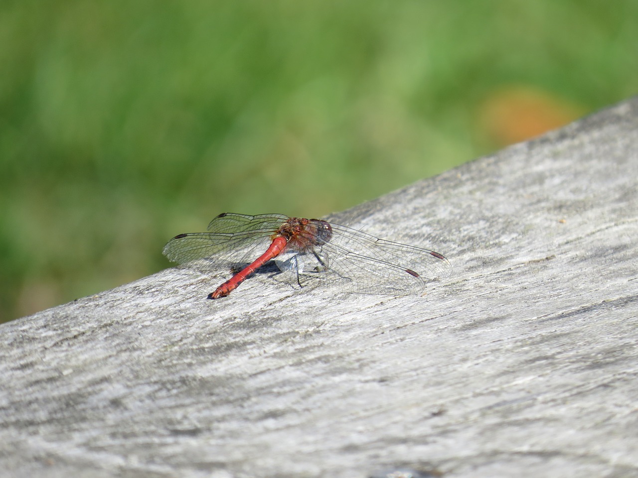 dragonfly  nature  insect free photo