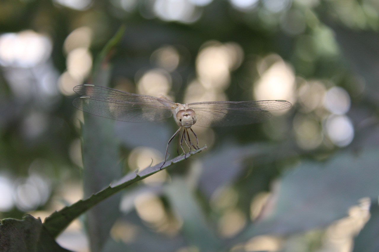 dragonfly  beetle  nature free photo