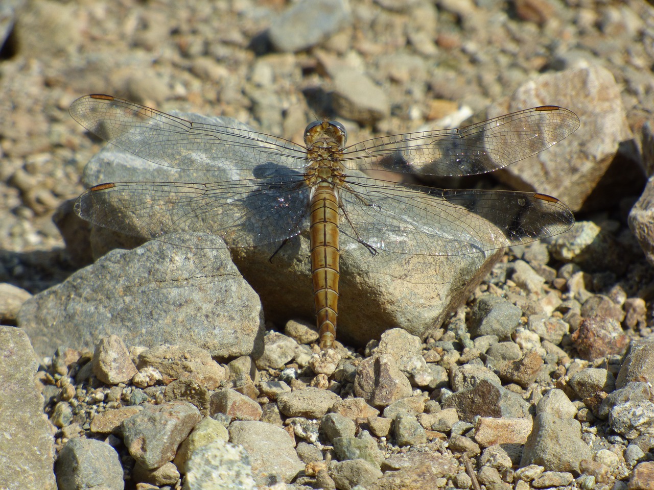 dragonfly  mountain  summer free photo