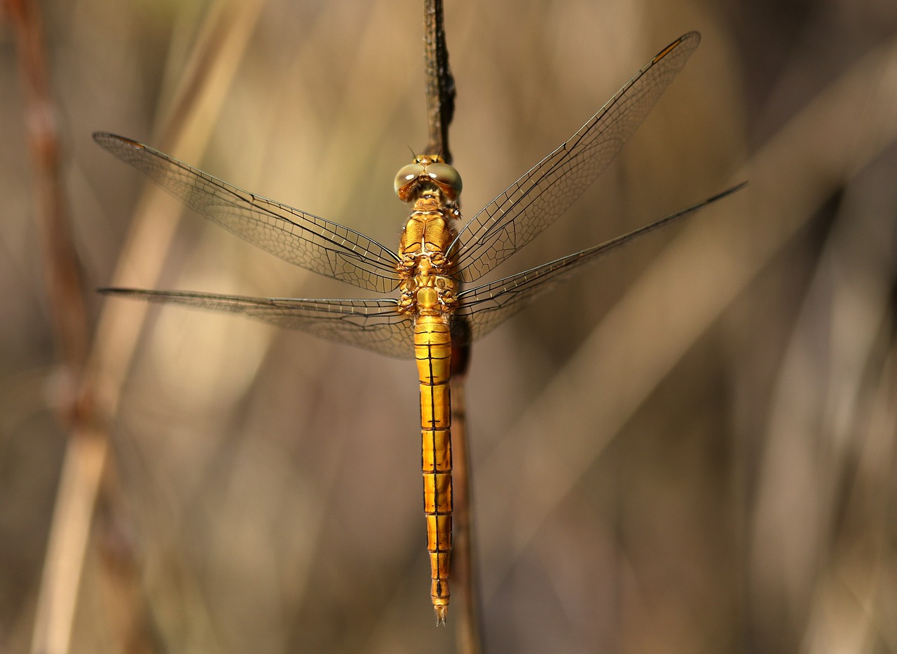 dragonfly  brown  insecta free photo