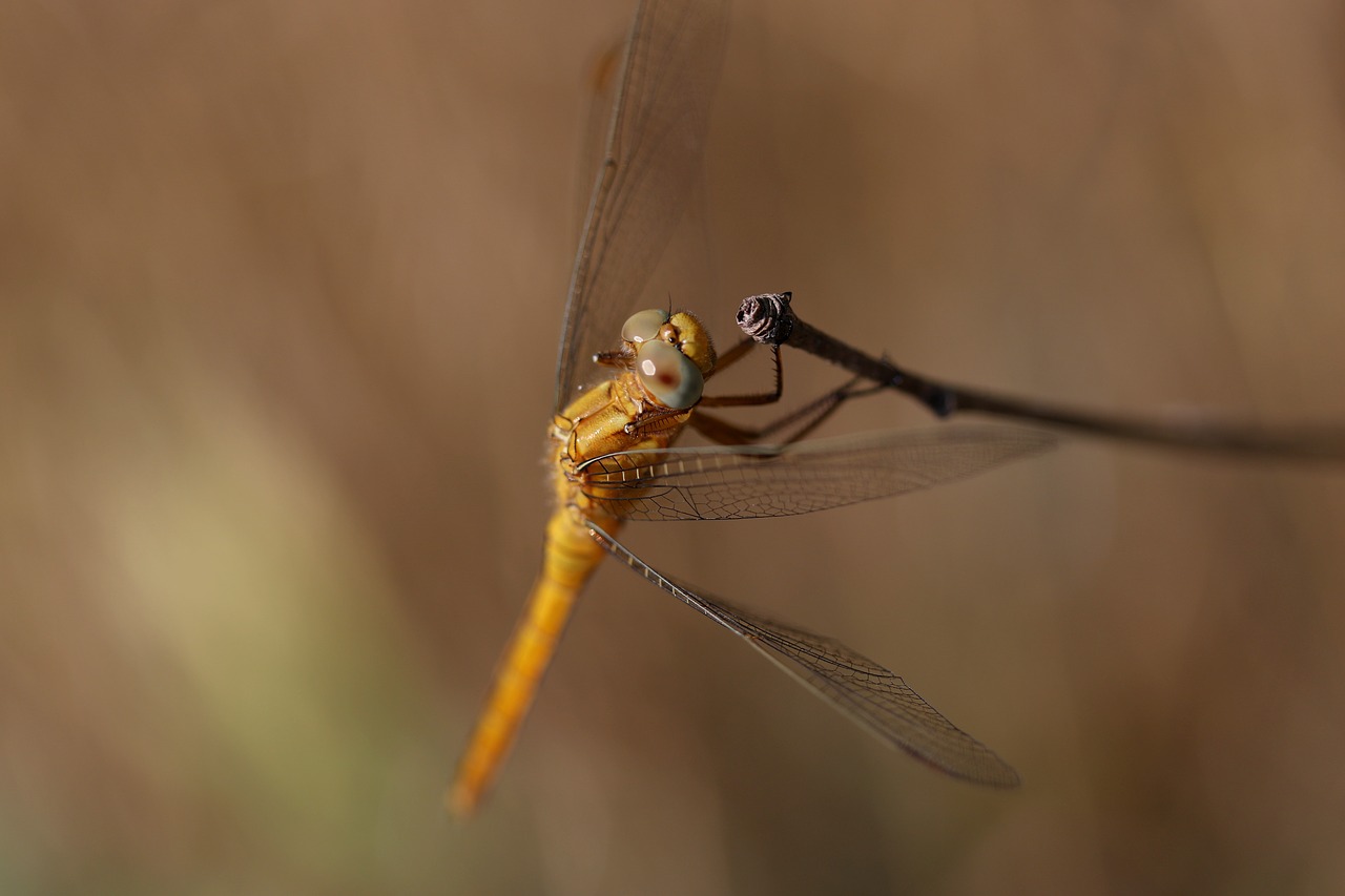 dragonfly  brown  insecta free photo