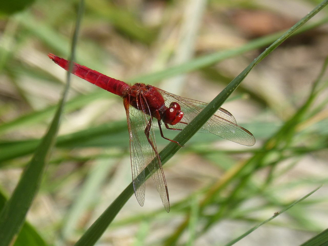 dragonfly  red dragonfly  erythraea crocothemis free photo