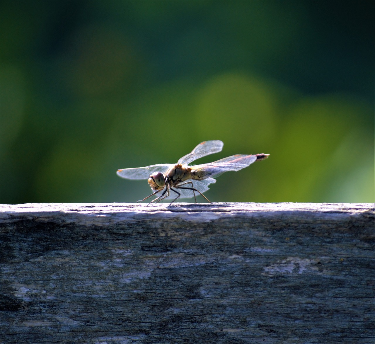 dragonfly  lonely  summer free photo