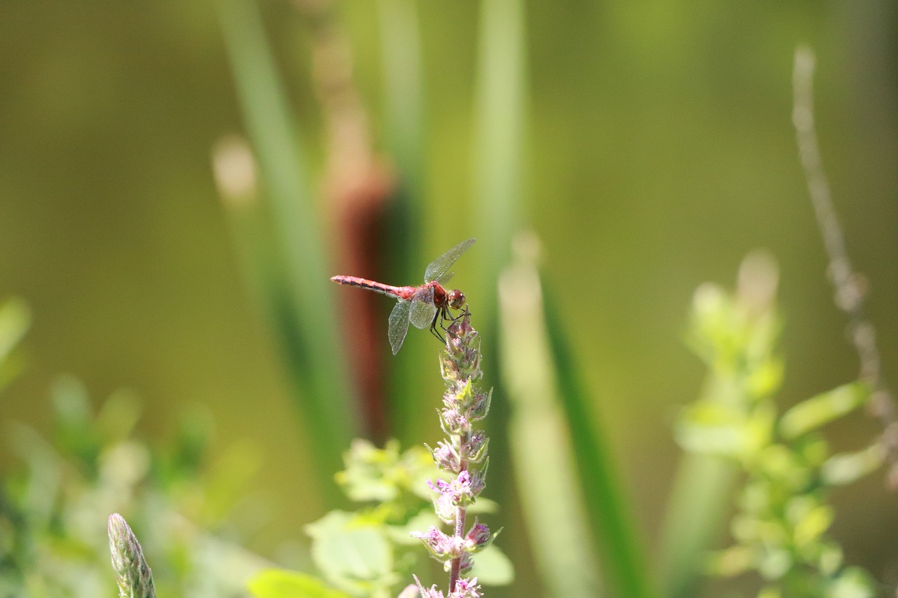 dragonfly  insect  green free photo