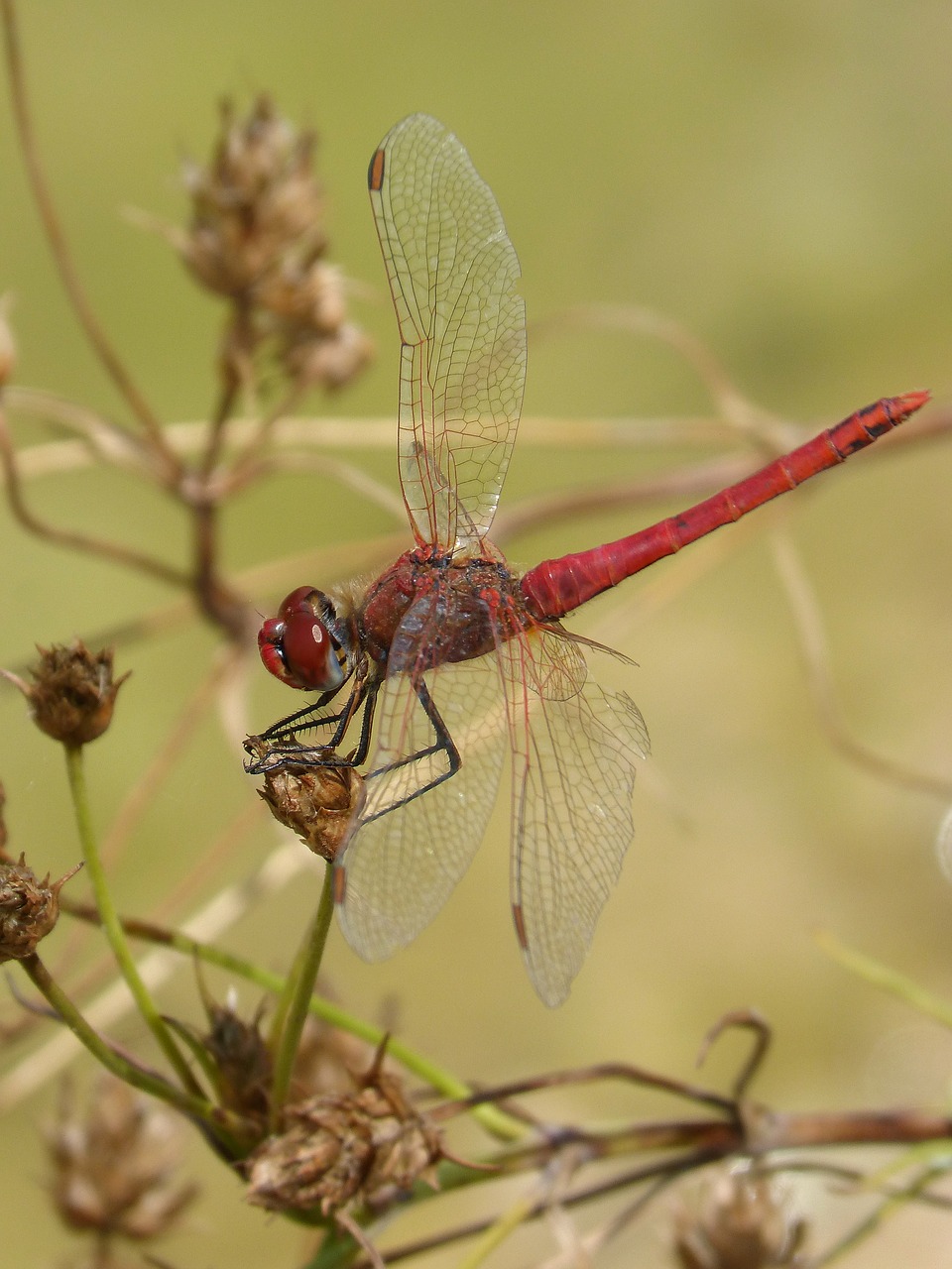 dragonfly  red dragonfly  erythraea crocothemis free photo