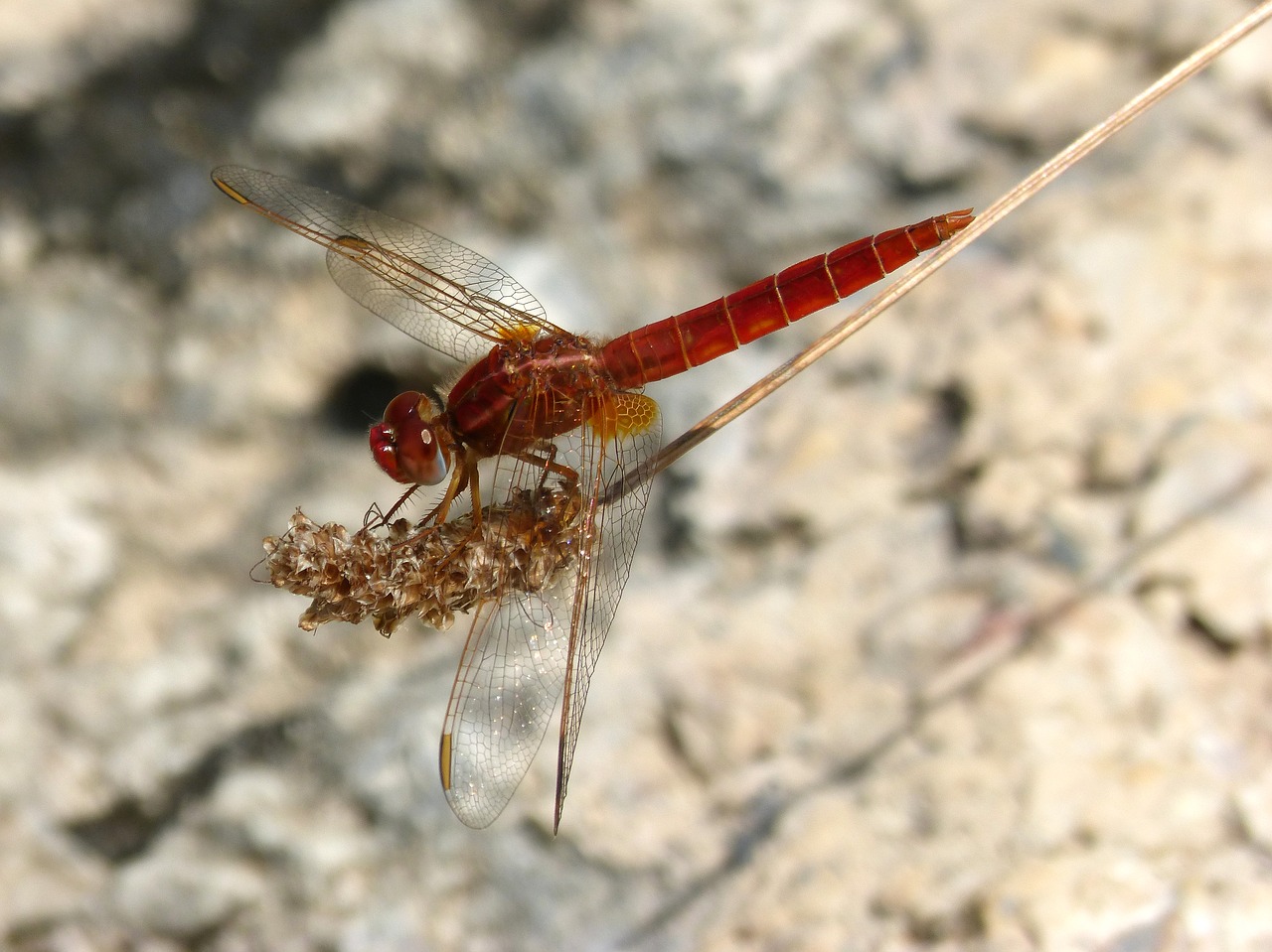 dragonfly  red dragonfly  erythraea crocothemis free photo