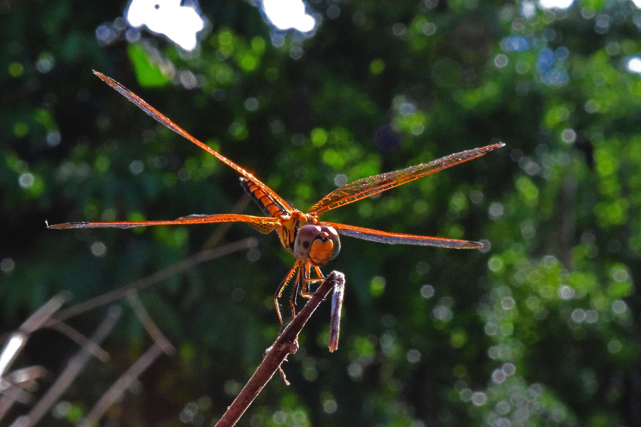 dragonfly nature golden free photo