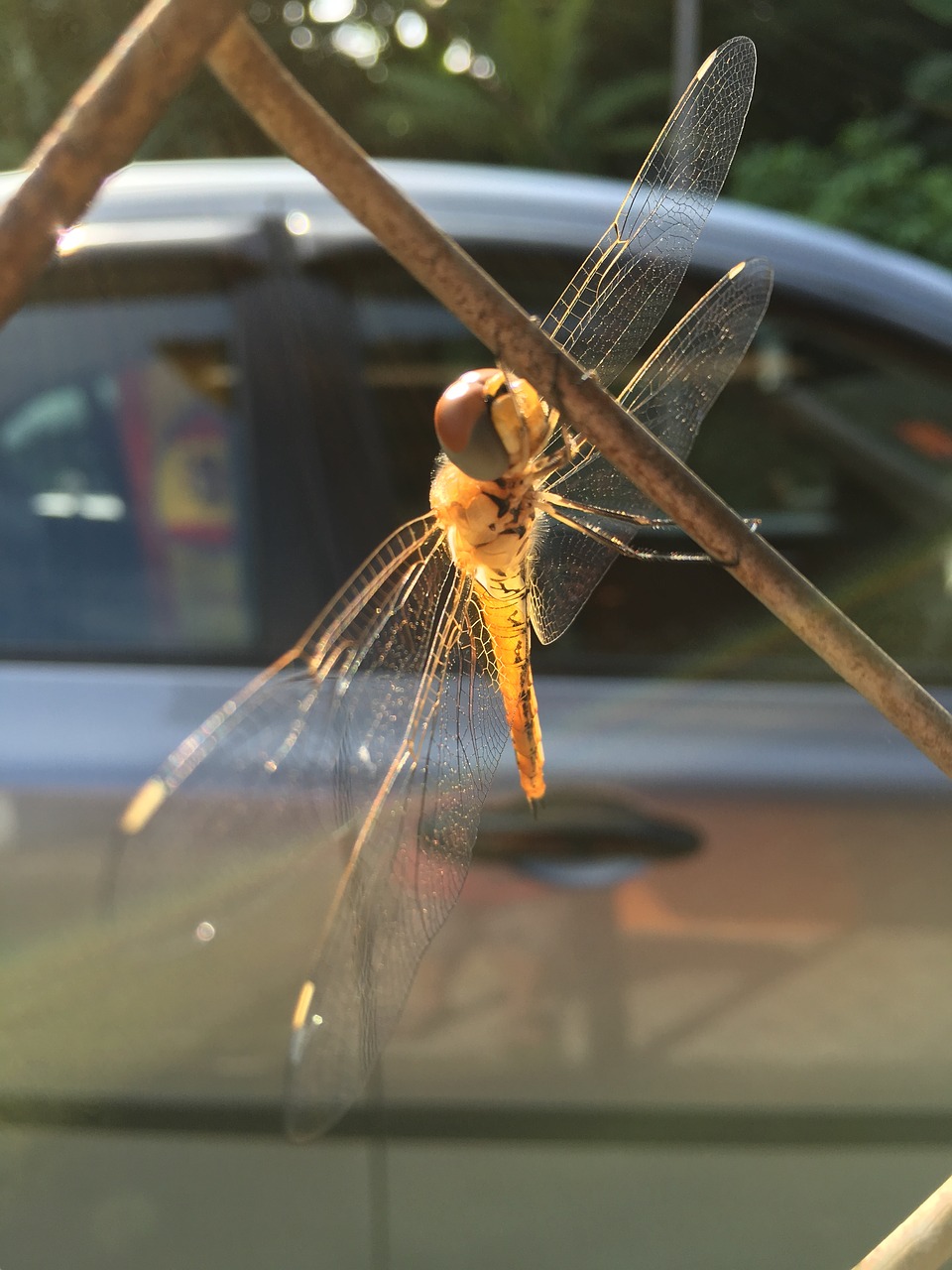 dragonfly  insect  fence free photo