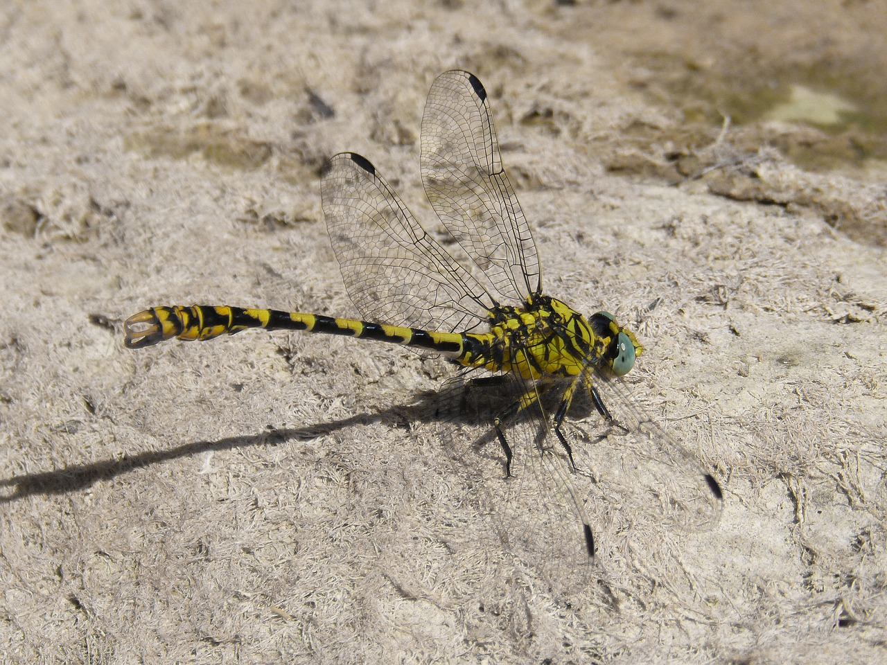 dragonfly  dragonfly tiger  onychogomphus forcipatus free photo