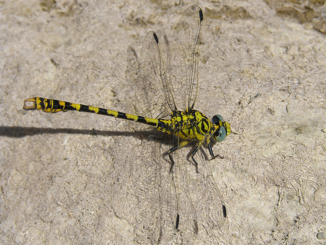dragonfly  dragonfly tiger  onychogomphus forcipatus free photo