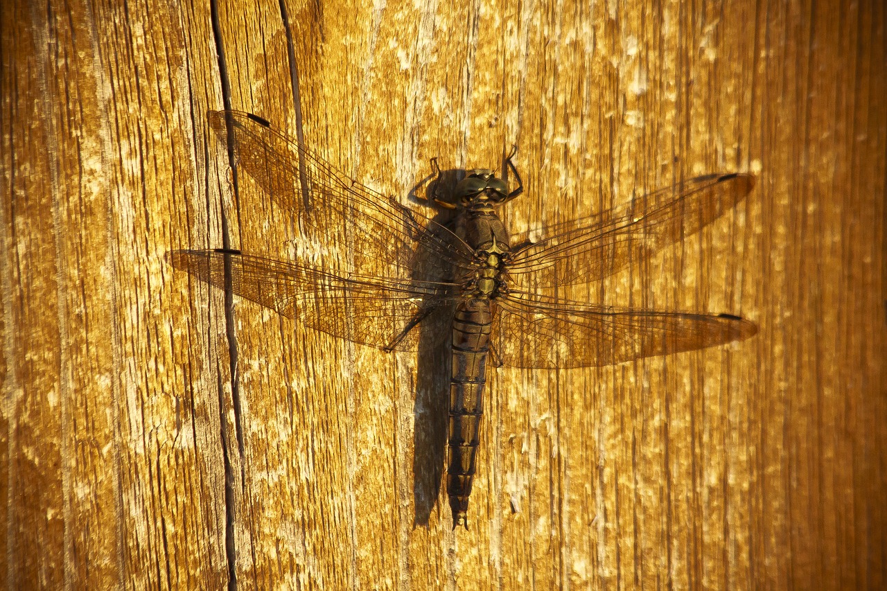 dragonfly  evening light  shadow free photo