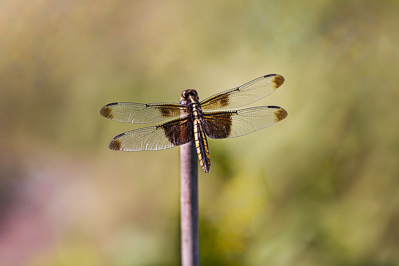 dragonfly  insect  nature free photo