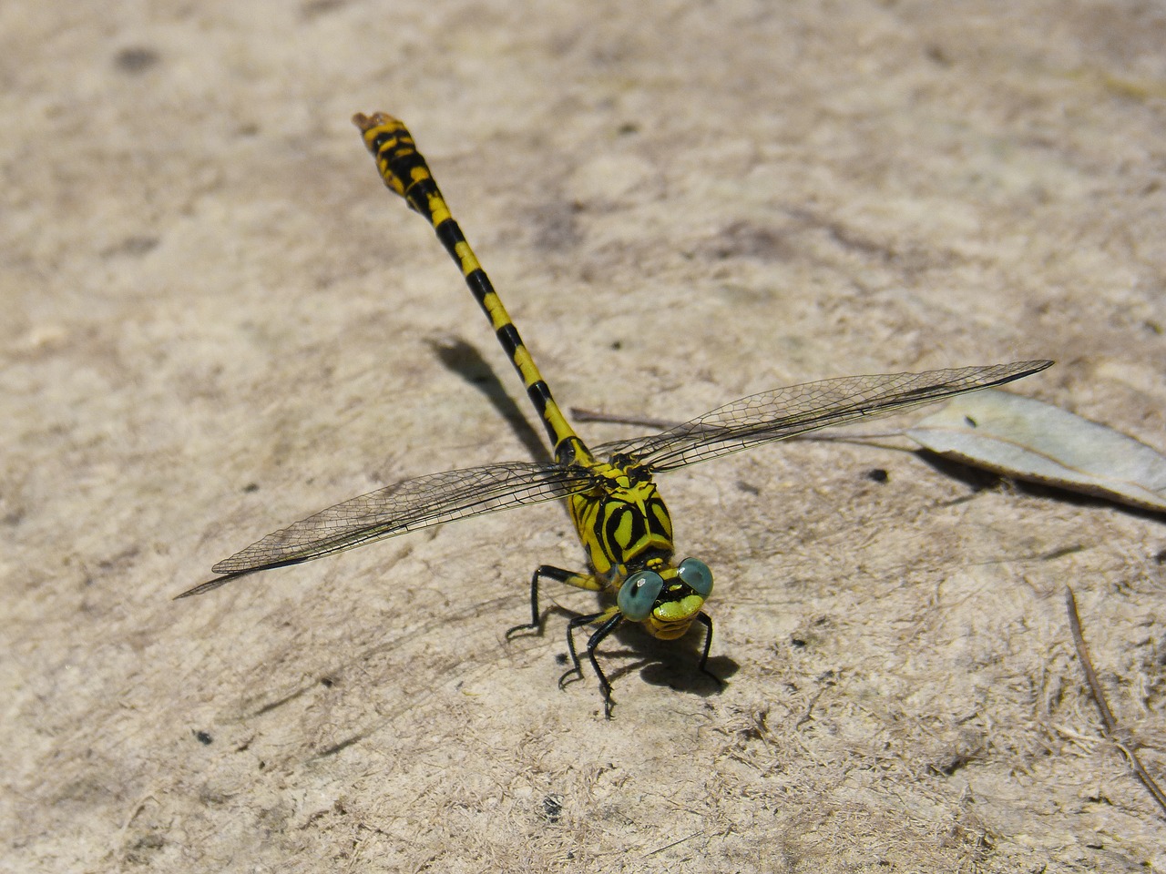 dragonfly  dragonfly tiger  onychogomphus forcipatus free photo