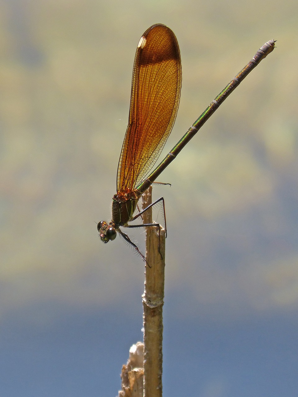 dragonfly  damselfly  black dragonfly free photo