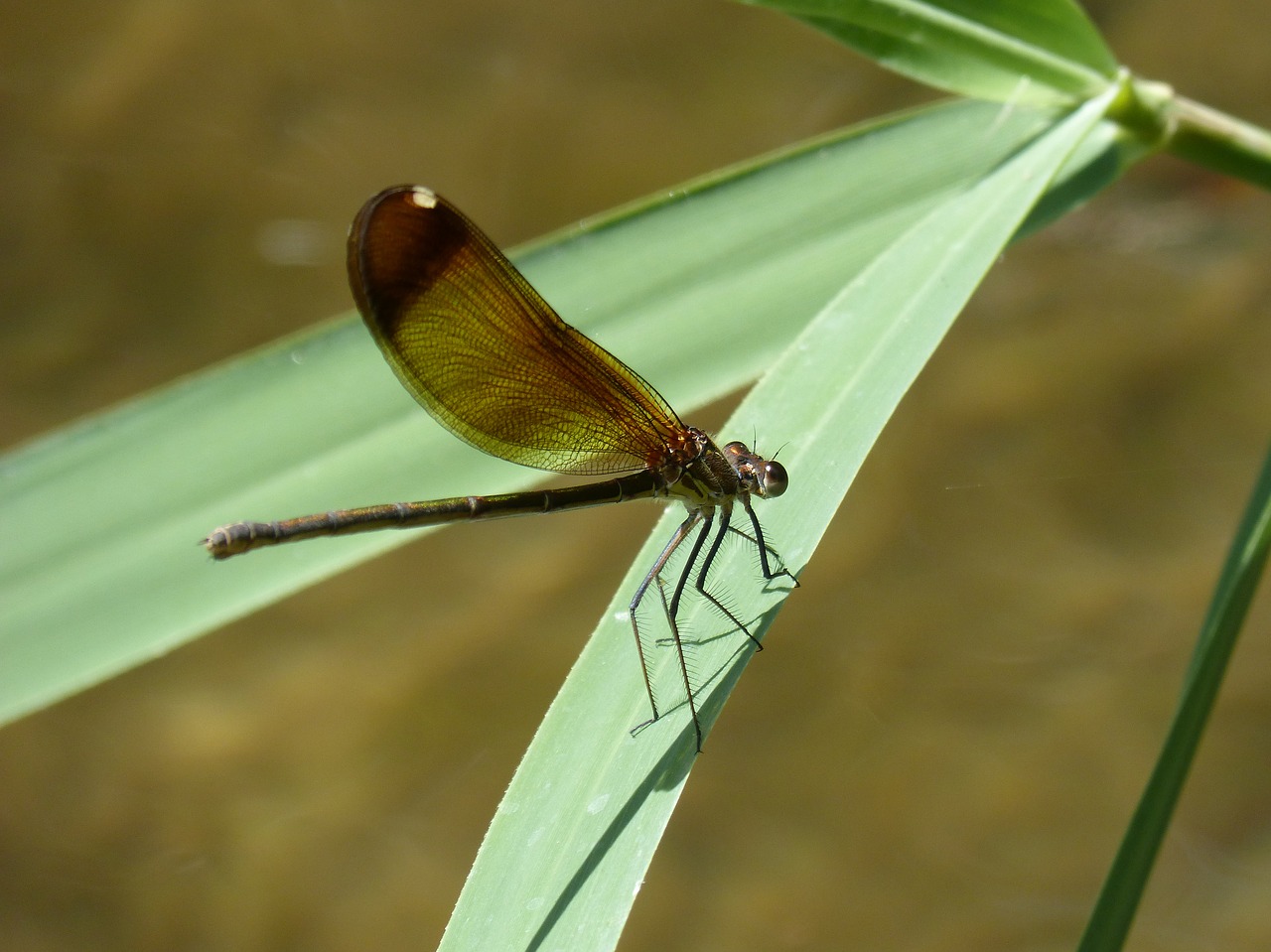 dragonfly  damselfly  black dragonfly free photo