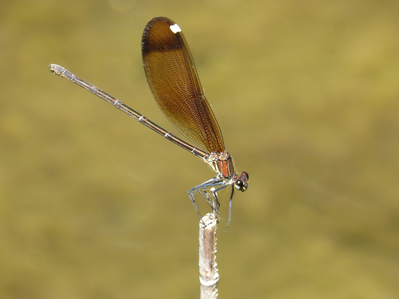 dragonfly  damselfly  black dragonfly free photo