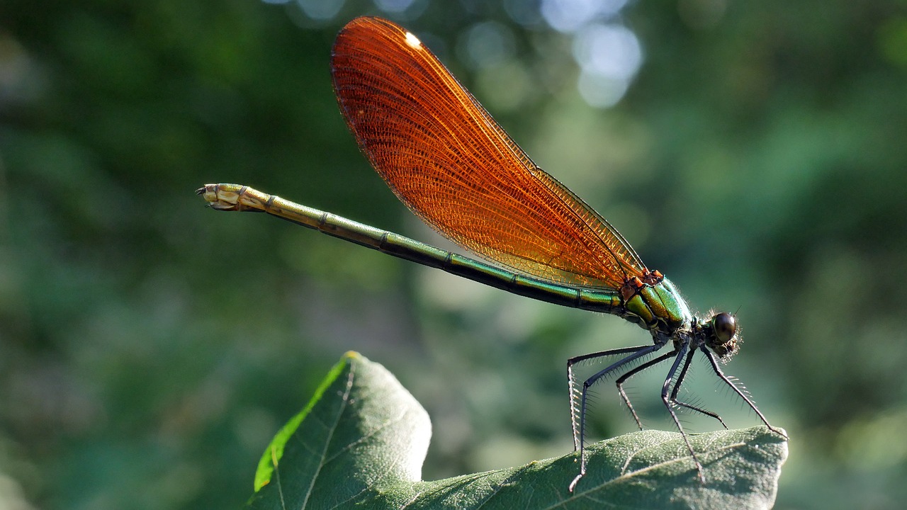 dragonfly  insect  red free photo