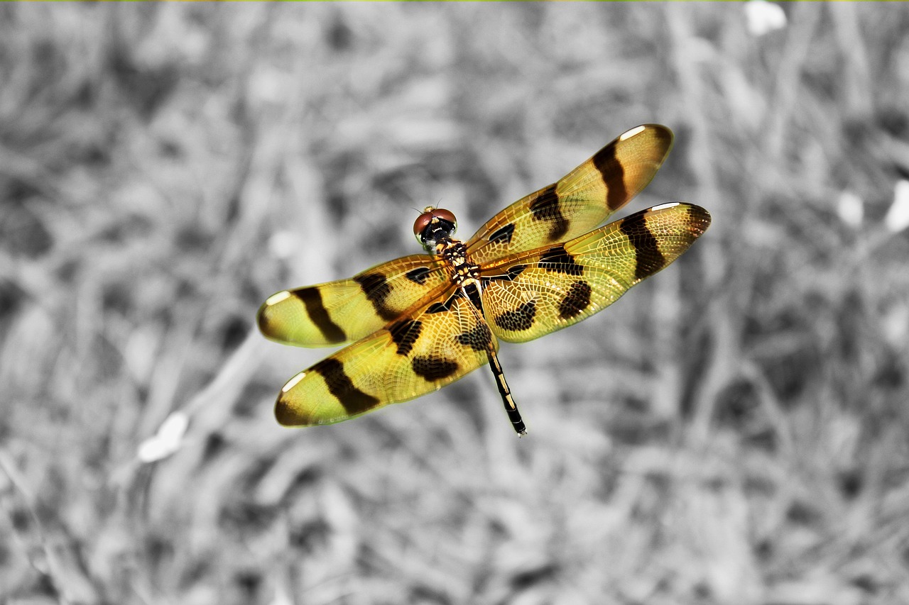 dragonfly  macro  nature free photo