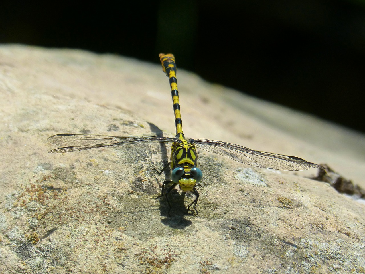 dragonfly  dragonfly tiger  onychogomphus forcipatus free photo